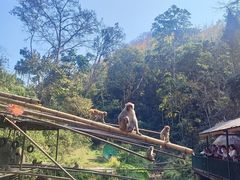 -西双版纳原始森林公园