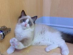 -Pets First伊珊娜洗护·精致美容·家庭式寄养(新会路店)