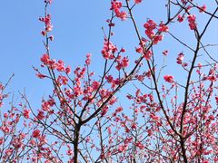 -白塘生态植物园