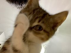 -爱侣宠医·鹦鹉专科·小型哺乳类·异宠专科(灵石路店)