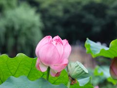 -陈家山荷花公园