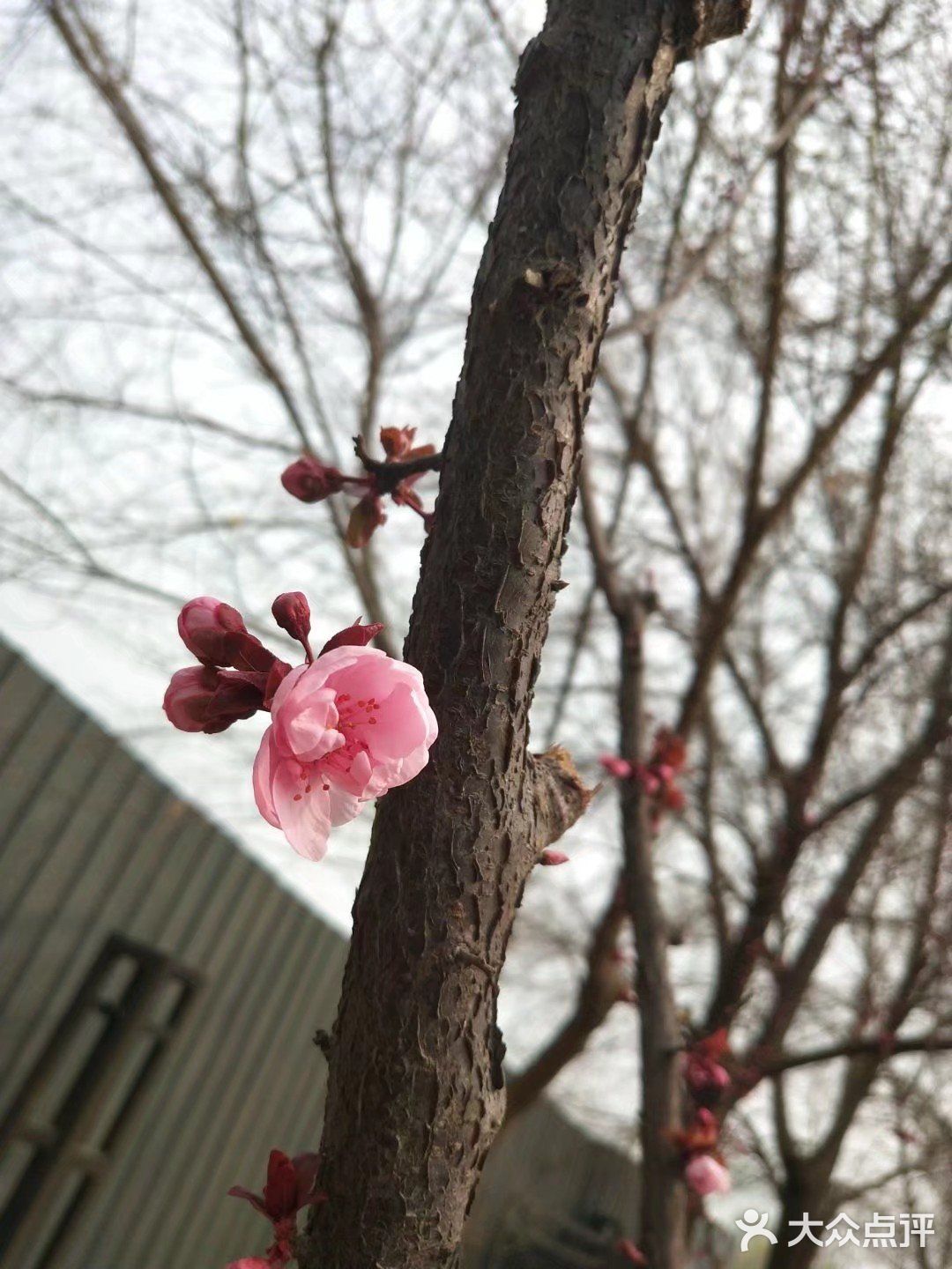 春暖花开奔你而来 我从春天走来,你在秋天说要分开