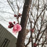 春暖花开奔你而来 我从春天走来,你在秋天说要分开