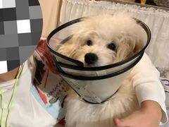-乐琪宠物医院·犬猫专科·骨外科·急重症