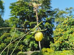 -中国科学院西双版纳热带植物园