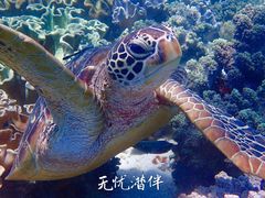-阿波岛