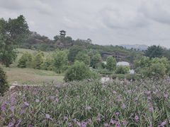 -张坝桂圆林公园