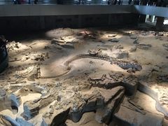 -自贡恐龙博物馆