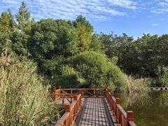 -上海吴淞炮台湾国家湿地公园