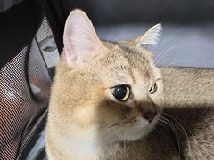 -瑞派动物医院·绝育·犬猫全科·预防医学(光景江南中店)