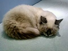 -喵的天空名猫咖啡馆·撸猫·猫舍·用品