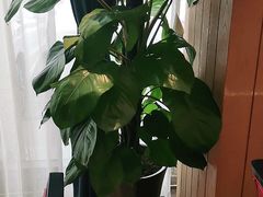 -解家河南菜(商鼎路店)