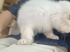 -是阿柴呀！柴犬咖啡·爱喵喵猫咖