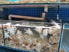 水产区-蟹谢蒸鲜自助餐厅