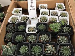 -龙大花卉苗木市场