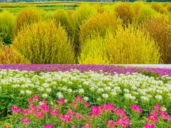 -径山花海