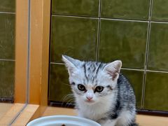 -帕帕拉兹宠物(亚洲旗舰店)