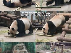 -杭州动物园