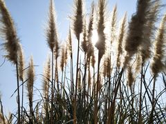 景点-西昌邛海湿地