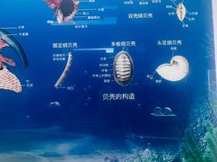 -贝壳王国博物馆