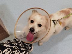 -萌兽医馆·犬猫专科·眼科中心·宠物医院(朝阳门分院)