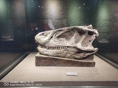 -自贡恐龙博物馆