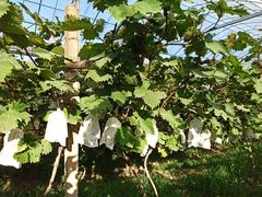 -马陆小张葡萄园农家乐