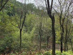 -广州白江湖森林公园