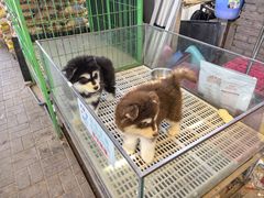 -中环花鸟鱼虫市场