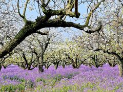 -江苏三台山国家森林公园