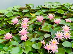 -国家植物园南园