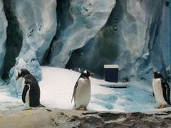 -帝企鹅自助餐厅•儿童岛•真企鹅(长隆企鹅酒店)