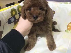 -美联众合动物医院·24h京西诊疗中心