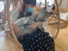 -Husky Go! 哈士奇体验馆·宠物咖啡厅狗咖