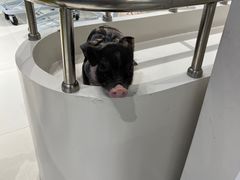 -怪兽屋·羊驼·猫咖·狗咖(俊华广场店)