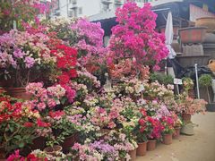 -桂林市花鸟市场