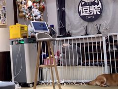 -逗柴咖啡屋·狗咖猫咖宠物桌游