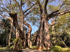 -瑞丽独树成林风景区