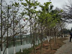 -东莞植物园