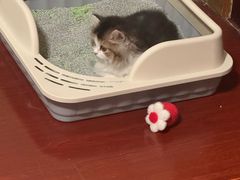 -老吴的猫·猫舍(新区店)