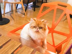 -Cappucimeow猫咪咖啡馆(韦伯时代店)