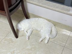 -芭比堂动物医院广州顽皮分院