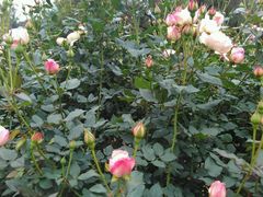 -人民公园(罗湖区)