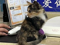 -艾贝尔宠物医院·狂犬免疫点(江山金象城店)