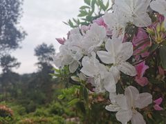 -南山植物园