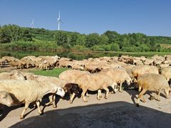 -塞罕坝国家级自然保护区