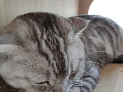 -Catmate·猫肥家润(金润铂宫店)