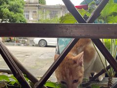 -光明刘冰乳鸽店(光明法政北路店)