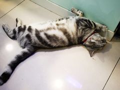 -平行世界·猫咖(首经贸店)