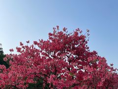 -深圳仙湖植物园